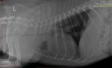 can dogs have hiatal hernias