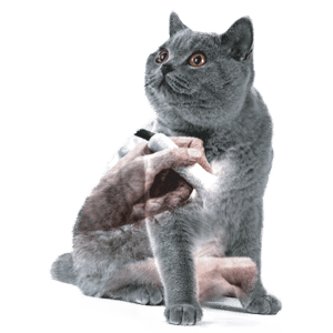 graphic-cat-ultrasound