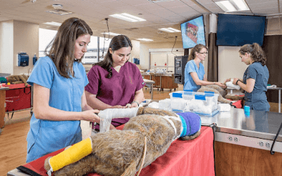 What Skills do Veterinarians Need?