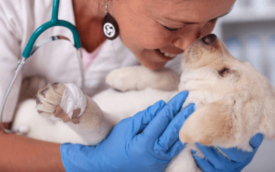 What counts as CPD for vet nurses