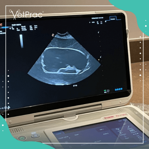 Abdominal Ultrasound Cairns + AFAST TFAST - VetPrac