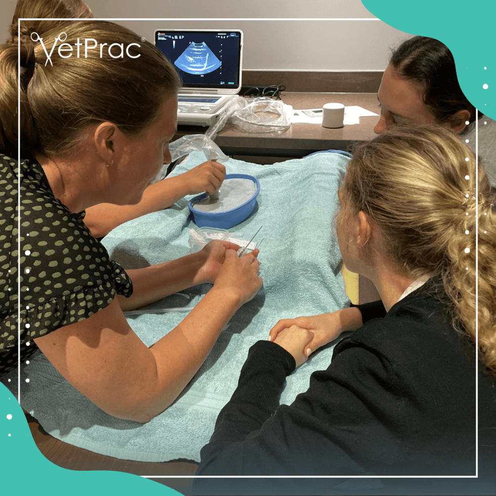 Abdominal Ultrasound Cairns + AFAST TFAST - VetPrac
