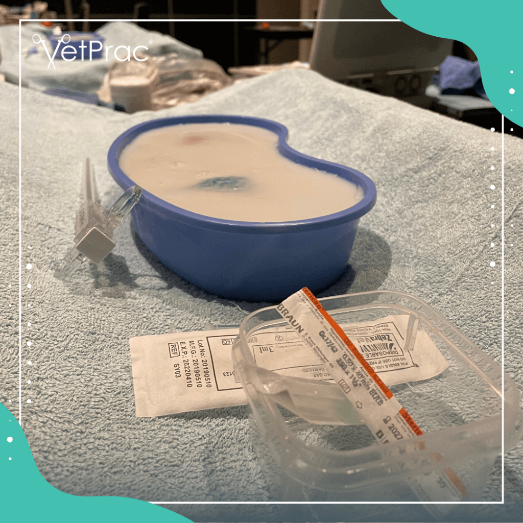 Abdominal Ultrasound Cairns + AFAST TFAST - VetPrac