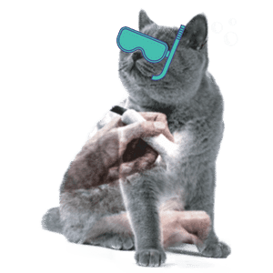 graphic-cat-ultrasound