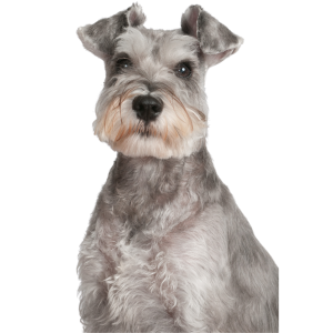 scotty dog website image