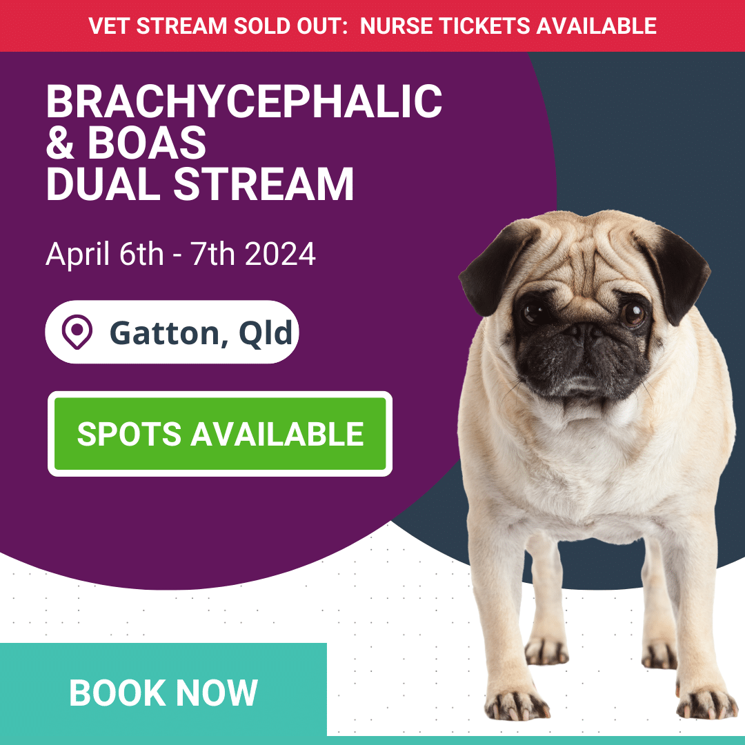 Cat Neutering Dog Neutering Cost Vets4pets 2018 Vets4pets