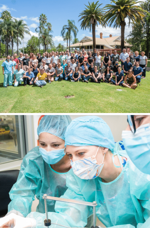 BRACHYCEPHALIC & BOAS SURGERY WORKSHOP - VetPrac