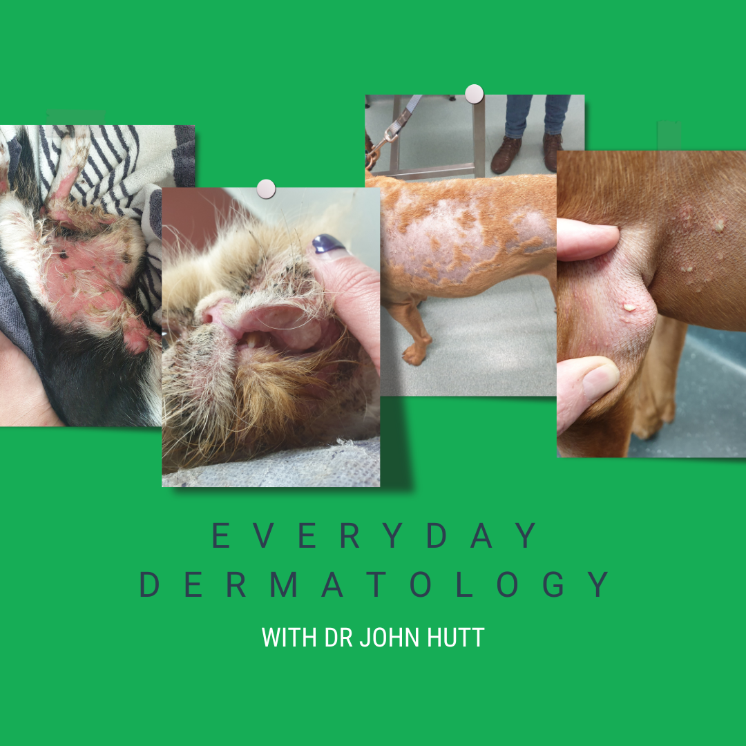 everyday dermatology 2 1