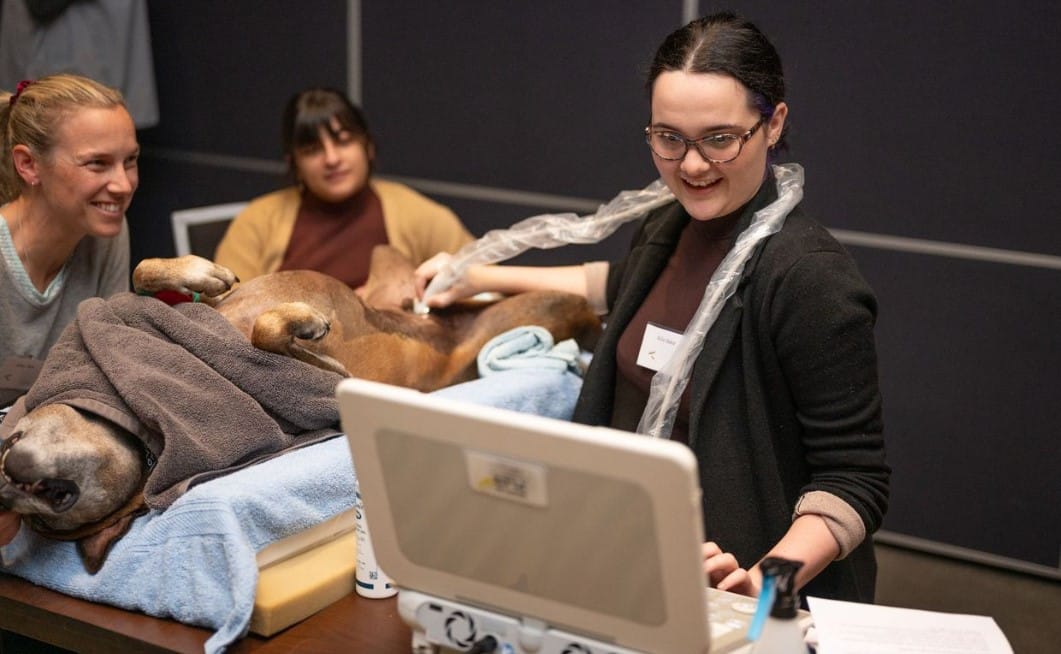 Vetpro Lessons Advance Your Veterinary Career with VetPrac's CPD Workshops and Courses ...