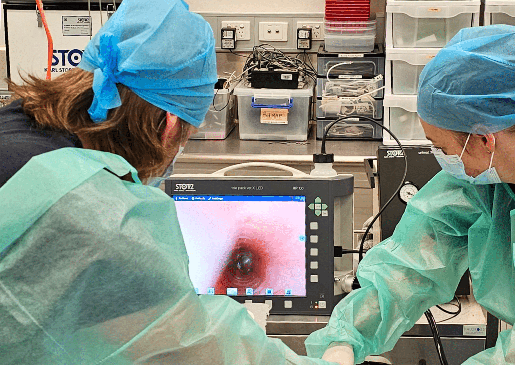 Edoscopy photo 1