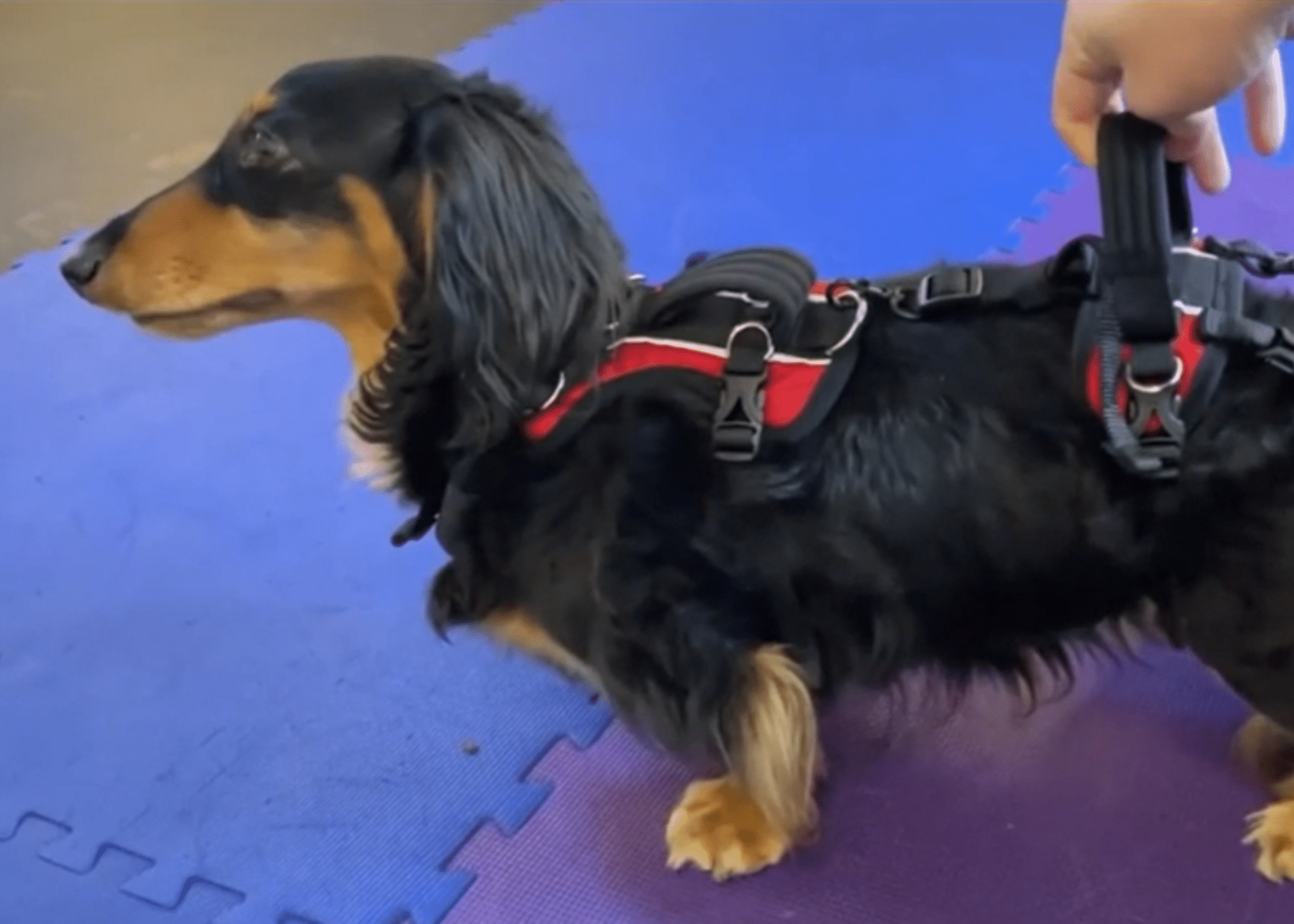 patella luxation workshop photos