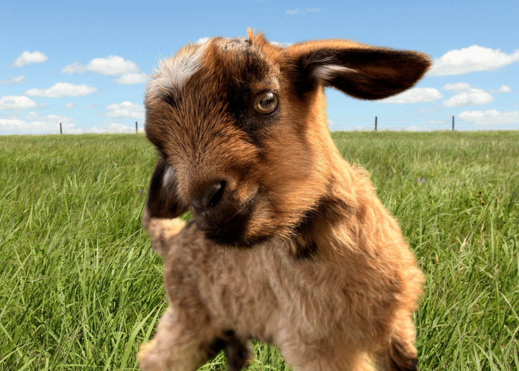 Production Animals Conference